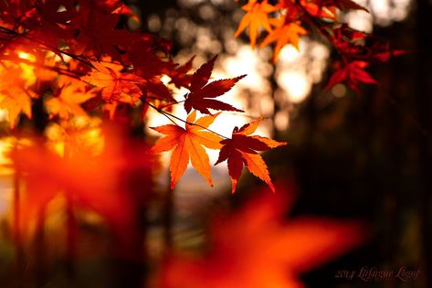 photo of maple leaf #leaves #fall depth of field #1080P #wallpaper #hdwallpaper #desktop Halloween Cover Photo Facebook, Halloween Cover Photos, Fall Facebook Cover, Desktop Wallpaper Fall, Facebook Background, Facebook Cover Images, Fb Cover Photos, Fall Background, Bath Ideas