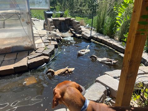 Providing a pond for your ducks is great for a lot of reasons, but does that mean a huge water use dumping water everyday or can they be filtered? My journey to have a pretty duck pond that my ducks and I can enjoy without it being a big mess... Duck Pond Filter, Pond Filter System, Backyard Poultry, Pond Filters, Duck Pond, Pond Plants, A Pond, A Duck, Ducks