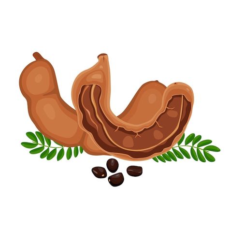 Tamarind Illustration, Tamarind Drawing, Tamarind Vector, Dates Illustration, Kunyit Asam, Tamarind Fruit, Lotus Flower Art, Asam Jawa, Illustration Flat