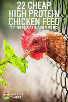 22 Cheap High Protein Chicken Feed Options to Replace Layer Feed Cheap High Protein, Layer Feed, High Protein Chicken, Cheap Chicken Coops, Best Egg Laying Chickens, Portable Chicken Coop, Egg Laying Chickens, Backyard Chicken Farming, Chicken Treats