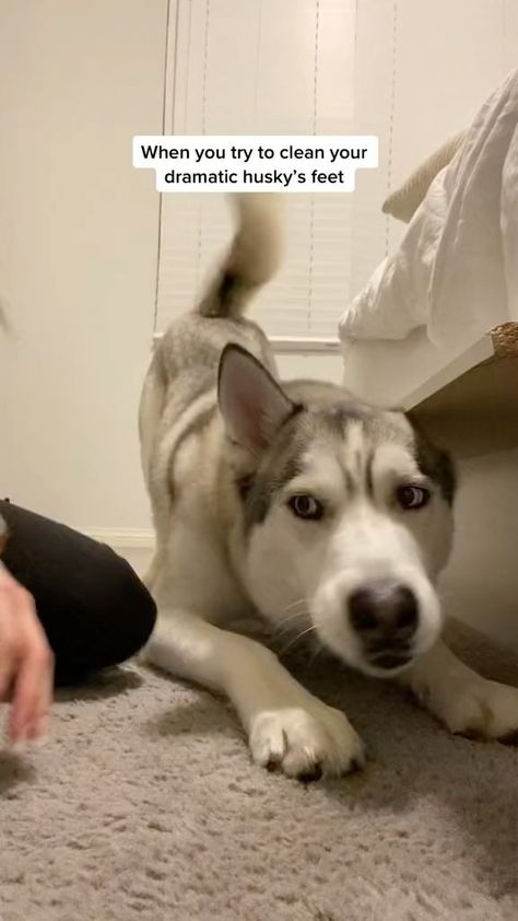 huskyjacksonfamily on Instagram: I’m just trying to look out for him 🥲 • • • • • • • #husky #reels #huskyreels #viral #viraldog #viralreels #reelsinstagram #huskylife… Cute Husky Puppies, Dog Swimming, Cute Husky, My Husky, Husky Puppy, Puppies Funny, Like Animals, Funny Dog Videos, Dog Gifs