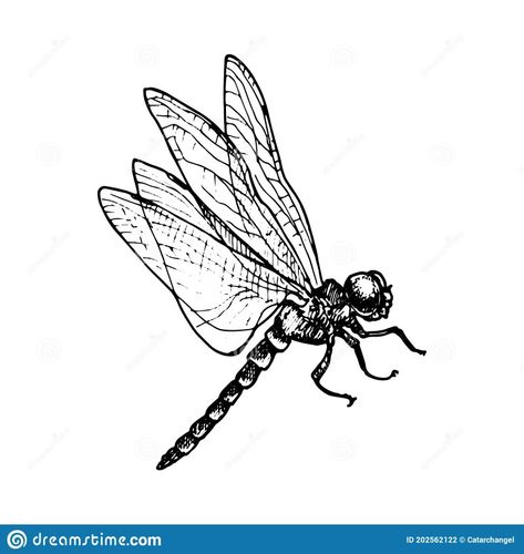 Flying Insect Tattoo, Dragonfly Drawing Sketch, Dragonfly Side View Drawing, Realistic Dragonfly Drawing, Dragonfly Line Drawing, Drawing Dragonfly, Dragonfly Pen Drawing, Dragonfly Sketch, Dragonfly Drawing Black And White