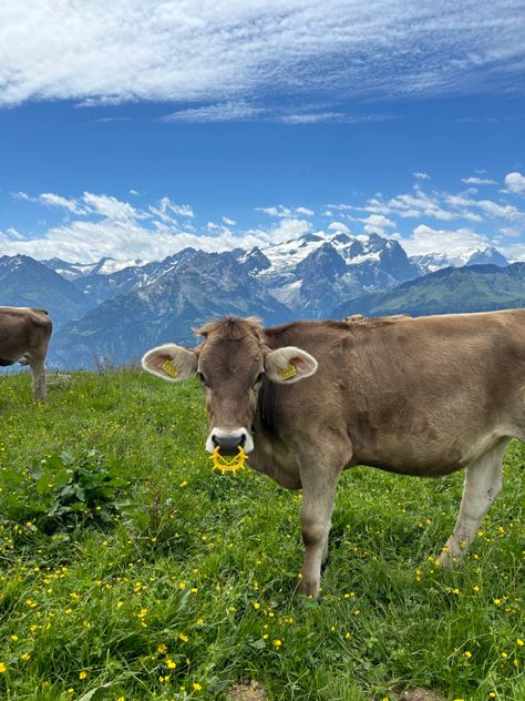 Swiss alps Brown Swiss Cows, Swiss Cows, Swiss Cow, Pet Cows, Good Morning Image Quotes, Swiss Alps, Good Morning Images, Morning Images, Image Quotes