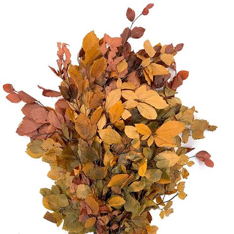 Preserved Copper Beech Assorted | Mayesh Copper Beach, Copper Beech, Dark Fairytale, September Wedding, November 8, October 10, Floral Inspiration, Types Of Flowers, Wedding Floral