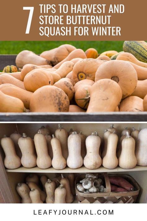 How To Store Winter Squash, Storing Squash For The Winter, Storing Winter Squash, Preserve Butternut Squash, How To Tell When Butternut Squash Is Ripe, How To Store Squash For Winter, When To Pick Butternut Squash, Harvesting Butternut Squash, Pressure Canning Butternut Squash