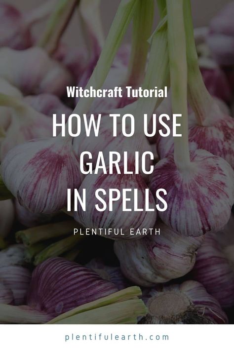 Garlic Magical Properties | Herbs For Protection » Plentiful Earth Spells With Garlic, Garlic Magical Properties, Magical Properties Of Garlic, Garlic Spell, Pagan Kitchen, Witchcraft Research, Spices And Their Uses, Witchy Herbs, Herbs For Protection