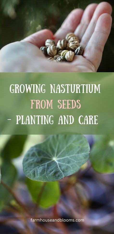 two pictures, one of a handful of nasturtium seeds, and one of nasturtium seedlings How To Grow Nasturtiums, Planting Nasturtium Seeds, Growing Nasturtium From Seed, Nasturtiums In The Garden, Nasturtium In Pots, Trailing Nasturtium, Garden Inspo Ideas, Starting Flowers From Seeds, Nasturtium Garden