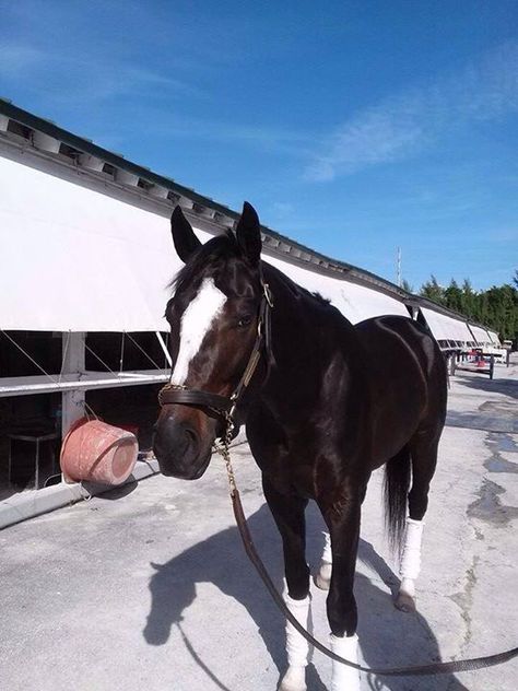 HONOR CODE Honor Code, Thoroughbred Racehorse, Famous Horses, Race Horses, Thoroughbred Horse, Horse Crazy, Horse Equestrian, Two Year Olds, Thoroughbred