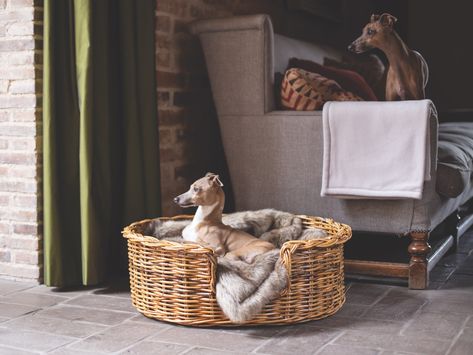 Bring The Outdoors In With Lush Bedding For Your Four-Legged Friend - MaxiNews Mens Hairstyles Long Curly, Wicker Dog Bed, Stylish Dog Beds, Basket Dog Bed, Donut Bed, Teen Boy Hairstyles, Teen Boy Haircuts, Rattan Bed, Dog Basket