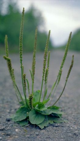 Common Plantain, Plantago Lanceolata, Plantain Herb, Plantago Major, Herb Benefits, Healing Plants, Herbal Healing, Herbs For Health, Wild Edibles