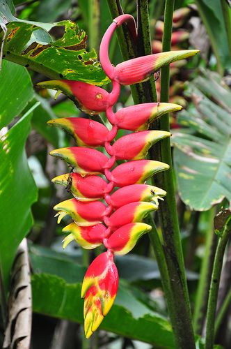 Heliconia, lobster claw Availability: year-round Vase life: 1-3 weeks and longer Amazon Rainforest Plants, Amazon Rainforest Animals, Rainforest Flowers, Amazon Flowers, Rainforest Photography, Jungle Plants, Jungle Photography, Rainforest Plants, Jungle Flowers