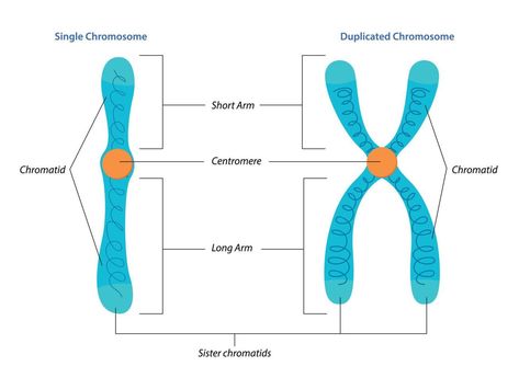 Illustration of Singel and duplicated chromosome structure Chromosomes Drawing, Chromosomes Notes, Chromosome Model, Chromatin Structure, Chromosome Structure, Y Chromosome, Biology Drawing, Biology Diagrams, Biology Revision