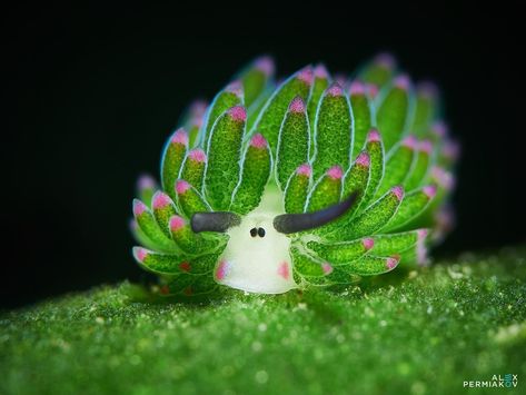 Sea Slug Photography, Sea Sheep Slug, Nudibranch Wallpaper, Nudibranch Photography, Ocean Rtc, Sea Sheep, Leaf Sheep, Cool Sea Creatures, Sea Slugs