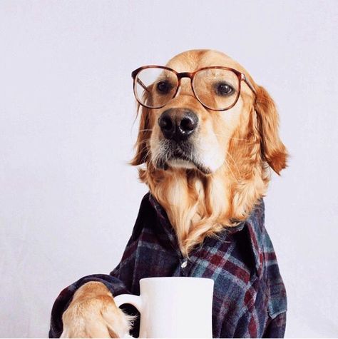 LOL dog coffee Dog Photoshoot, Wearing Glasses, Dog Photography, Dog Photos, Animals Friends, Dog Pictures, I Love Dogs, Dog Life, Animal Photography