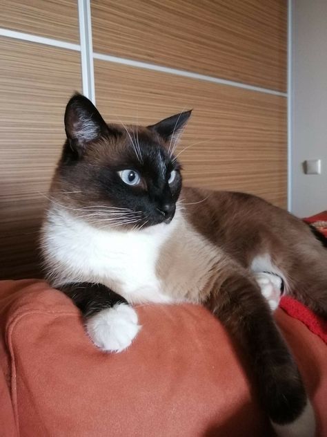 Snowshoe Siamese, Snow Shoe, Snowshoe Cat, American Shorthair, Snow Shoes, Siamese Cats, Cat Adoption, Beautiful Cats, Cat Breeds