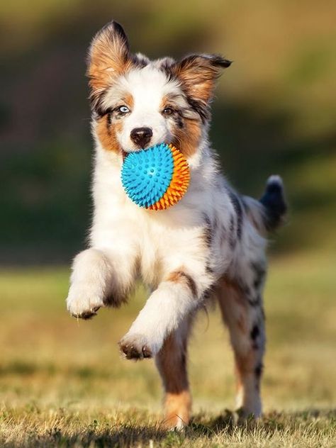 Follow these tips to develop a fantastic fetcher! Playful Dog Pose, Dog Reference Poses, Dog Playing Fetch, Playing With Dog, Dog Posing, Dog Reference, Dog Run, Dog Running, Bored Dog