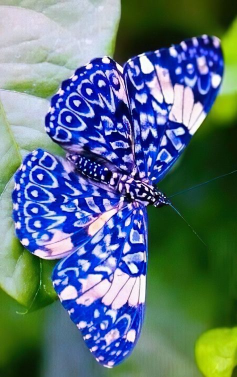 Most Beautiful Butterfly, Types Of Butterflies, Beautiful Butterfly Pictures, Beautiful Butterfly Photography, Butterfly Species, Butterfly Photos, Beautiful Bugs, Butterfly Pictures, Butterfly Painting