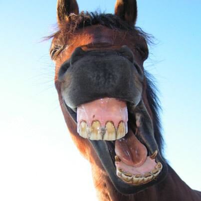 What treatments do you provide when a patient complains about a gummy smile? Funny Horse Face, Funny Animal Faces, Funny Horse Pictures, Braces Off, Elephant Seal, Gummy Smile, Funny Horses, Animal Help, Horse Face