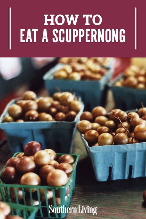 Scuppernong Wine Recipe, Scuppernong Jam, Scuppernong Recipes, Muscadine Grapes, Fruit Tartlets, White Grapes, Grape Uses, White Grape, Dry Wine