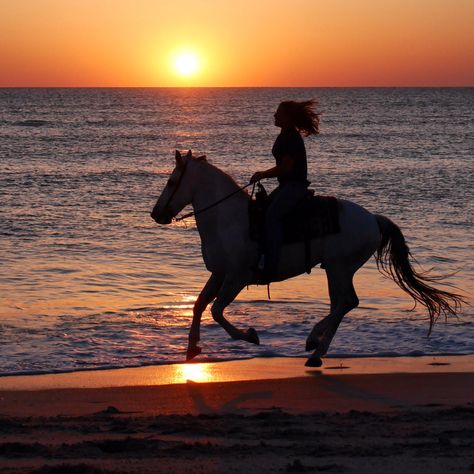 Horse Girl Aesthetic, Horses Funny, Horse Healing, Horsey Life, Funny Horse Pictures, Horse Water, Beautiful Horses Photography, Cute Horse Pictures, Funny Horses