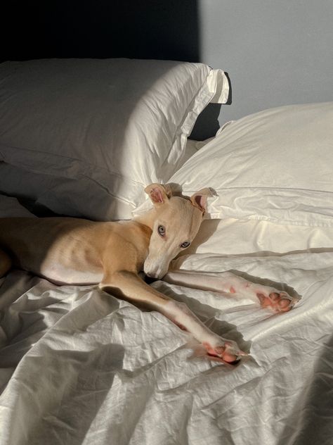 Fawn whippet puppy laying on a bed with white sheets Whippet Puppy, Italian Greyhound Puppies, Greyhound Puppy, Whippet Puppies, Italian Greyhound Dog, Whippet Dog, Pablo Escobar, Grey Hound Dog, Silly Dogs