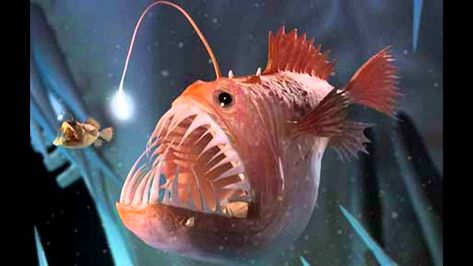 Humpback anglerfish: Characteristics, habitat reproduction and more... Humpback Anglerfish, Angler Fish Tattoo, Deep Sea Creatures, Angler Fish, Thomas Edison, Deep Sea Fishing, Creature Feature, Sea Monsters, Ocean Creatures