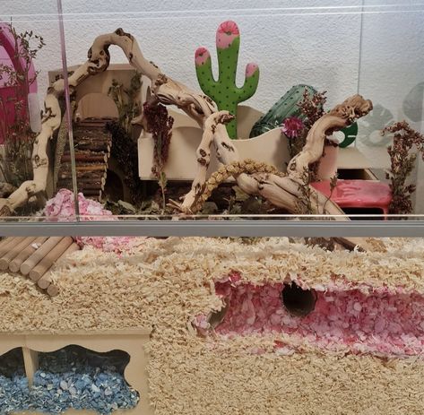 Cute Pink hamster enclosure Hamster Terrarium, Mouse Enclosure, Pink Hamster, Seashell Bowl, Hamster Enclosure, Wooden Cactus, Cactus Photo, Desert Theme, Hamster Cages