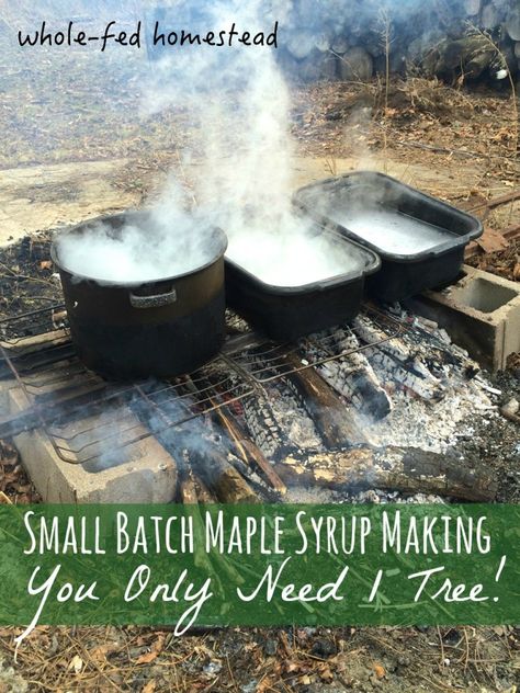 Homesteading Diy, Maple Trees, Homesteading Skills, Urban Homesteading, Two Trees, Living Off The Land, Wild Edibles, Sugar Maple, Homestead Survival