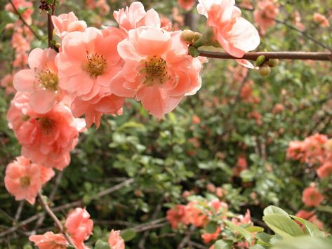 MARIETTE'S BACK TO BASICS: {Chaenomeles Japonica - Japanese flowering quince} Chaenomeles Japonica, Japanese Quince, Flowering Quince, Rose Arbor, Mushroom Cultivation, 16 October, Baccarat Crystal, Flowering Shrubs, October 15