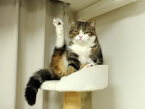 Maru is also a yoga master. | Community Post: 15 Reasons Maru Is Better Than Your Cat Owning A Cat, Animal Cat, Curious Cat, Calico Cat, Cutest Thing Ever, Bulldog Puppies, Cat Paws, Cats Meow, All About Cats