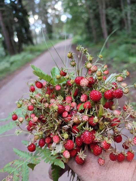 STRAWBERRY, BOUQUET, SWEET Forest Strawberries, Woodland Wedding Bouquet, Strawberry Bouquet, Wedding Strawberries, Alpine Strawberries, Woodland Flowers, Awesome Tattoo, Photography Workshop, Wild Strawberries