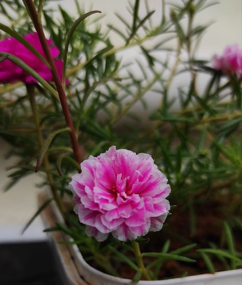 Portulaca is widely consumed as an edible plant, and in some areas it is invasive. Portulaca grandiflora is a well-known ornamental garden plant. Portulaca Grandiflora, Ornamental Garden, Moss Rose, Cute Emoji Wallpaper, Edible Plants, Emoji Wallpaper, Flowers Photography, Garden Plants, Roses