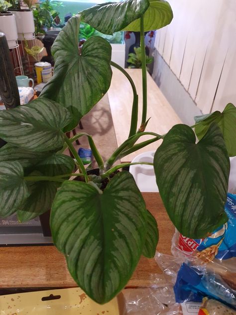 Silver Cloud, Indoor Garden, Plants, Silver