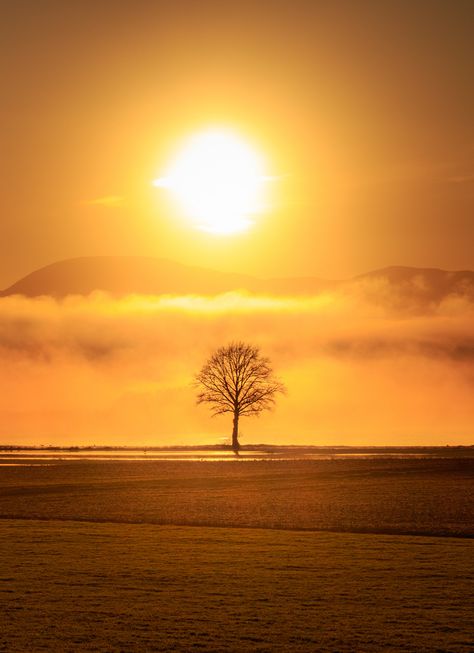 ~~Tree and Rising Sun | Te Hauke, Hawke's Bay, New Zealand | by Jos Buurmans~~ Sun Background, Sun View, Lion Photography, We Bare Bears Wallpapers, Jesus And Mary Pictures, Bare Tree, Sun Rise, Bear Wallpaper, Beautiful Nature Wallpaper