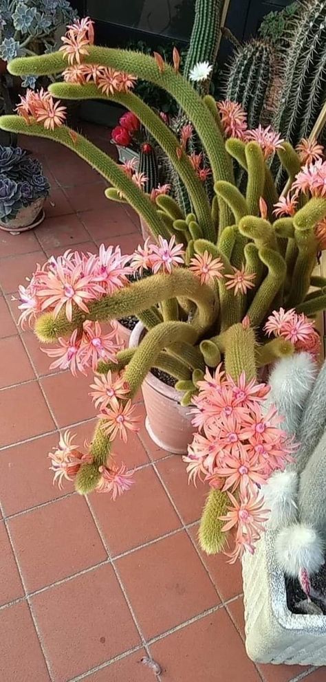 Cool Succulents, Christmas Cactus Plant, Cactus House Plants, Succulent Garden Design, Blooming Cactus, Variegated Plants, Plant Decor Indoor, Cactus Flowers, Christmas Cactus