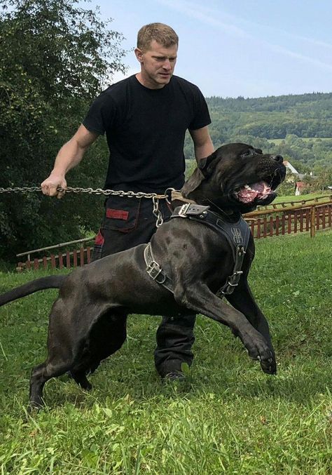 More About The Good-Natured Mastiff Puppies Exercise Needs #mastifflab #mastifftees #redmastiff #mastiffdogs Bull Mastiff Dogs Cane Corso, Bandog Dogs, Chien Cane Corso, Bull Mastiff Dogs, Cane Corso Mastiff, Guardian Dog, Italian Mastiff, Cane Corso Puppies, Presa Canario