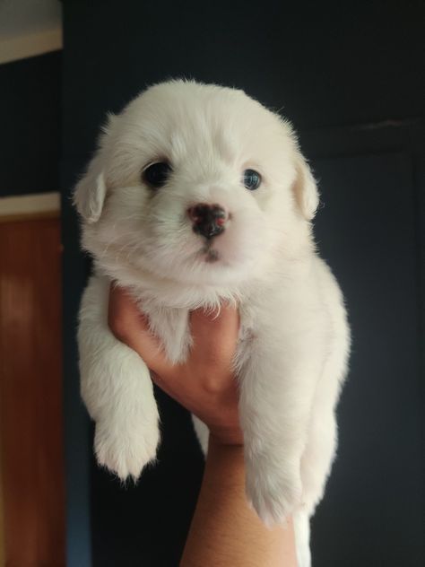 Lasa Apso, Lhasa Apso Puppies, Puppy Time, Lhasa Apso, Sleeping In Bed, Lhasa, Golden Retriever Puppy, Puppy Breeds, Retriever Puppy