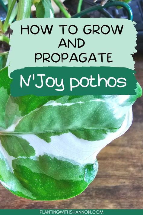 N’joy pothos is an easy plant to grow and propagate. Here are all the njoy pothos plant care tips you need to keep your plant healthy. Propagate Pothos, N Joy Pothos, How To Care For Pothos Plant, Soil For Pothos, Neon Pothos Propagate, N'joy Pothos, Pothos Plant Care, N’joy Pothos, Easy Plants To Grow