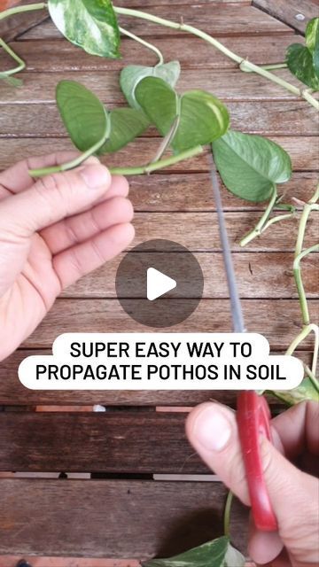 How To Propagate Pothos, Golden Pathos, Pathos Plant, Plant Diary, Golden Pothos, Gardening Plants, Replant, March 17, Have You Tried