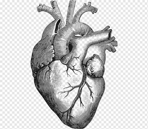 Heart Drawing Reference, Heart Anatomy Drawing, Anatomical Heart Drawing, Realistic Heart Tattoo, Human Heart Drawing, Human Body Drawing, Heart Sketch, Human Anatomy Art, Drawing Clipart