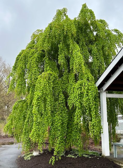 weeping katsura tree - WAKEMAN'S WHITE BIRCH NURSERY Weeping Birch, Katsura Tree, Yard Trees, Garden Design Plants, Weeping Trees, Lovely As A Tree, Green Acres, Landscape Plan, Spring Clothing