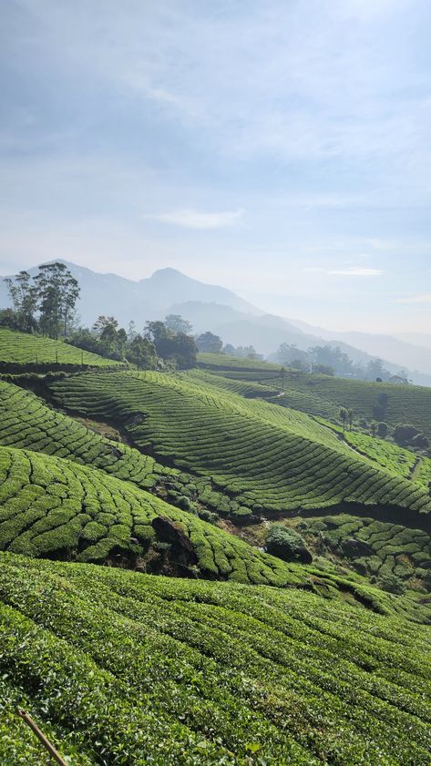 Munnar, Kerala. Munnar Photography Kerala, Munnar Photography, Munnar Kerala, Special Love Quotes, Rainy Sky, Munnar, Beautiful Locations Nature, Site Internet, Kerala