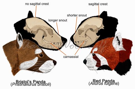 Red Panda Skeleton, Red Panda Anatomy, Panda Tail, Alphabet Drawing, Panda Drawing, Art Final, Animal Skeletons, Animal Illustration Art, Animal Reference