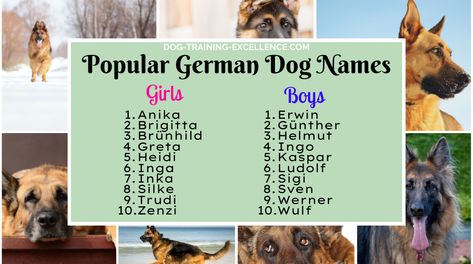 German names for dogs, names for GSD German Shepherd Names, Dog Breed Names, German Names, Great Warriors, German Words, Boy Dog, Police Dogs, Shepherd Puppies, German Shepherd Puppies