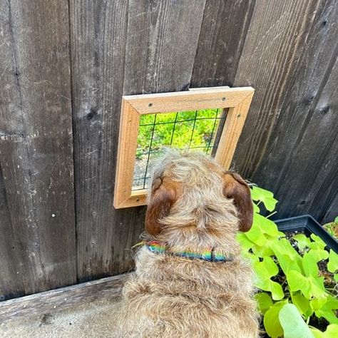 How to Build a Dog Fence Window Dog Window In Fence, Fence Window, Family Hands, Painted Outdoor Furniture, Blown In Insulation, Diy Cabinet, Dog Window, Project Steps, Waterfalls Backyard