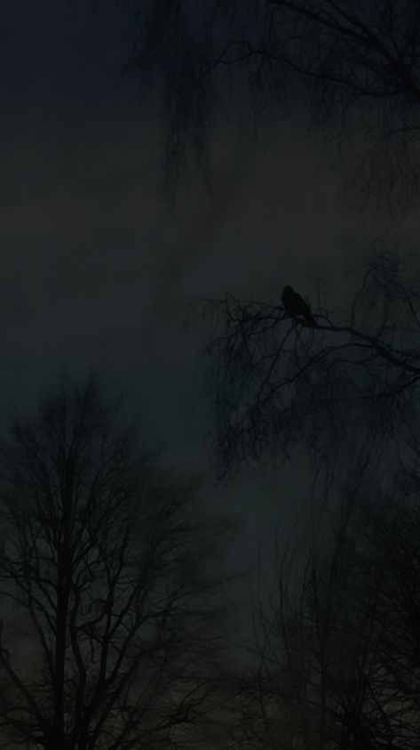 Crows Aesthetic Wallpaper, Crow Wallpaper Pc, Dark Bird Wallpaper, Crow Dark Aesthetic, Raven Aesthetic Bird Dark, Black Hole Sun, Spooky Trees, Dark Autumn, Autumn Night