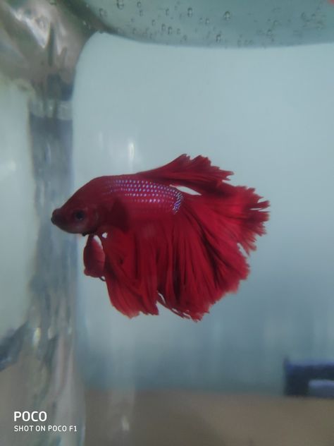 My red Betta fish #fighterfish #bettafish #redbetta #aquarium Elephant Ear Betta Fish, Red Beta Fish, Red Betta Fish, Pink Fish, Beta Fish, Pet Fish, Red Fish, Freshwater Fish, Betta Fish