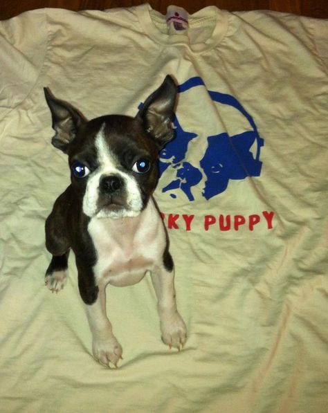 Puppy Snarky Puppy, Boston Terrier, Puppies, Dogs, Animals