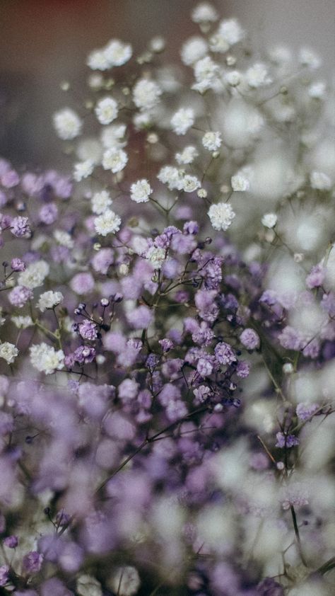 Purple And Tan Aesthetic, Lavender Flowers Aesthetic, Lavender Aesthetic Wallpaper, Simplistic Wallpaper, Lavender Aesthetic, Lavender Bouquet, Pastel Flowers, Fall Wallpaper, Purple Wallpaper