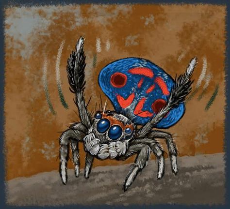 Peacock Spider Tattoo, Pathfinder Game, Spider Drawing, Doodle Bug, Spider Tattoo, Spider Art, Jumping Spider, Fantasy Illustration, Cute Art